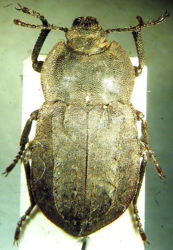 Asida carinata