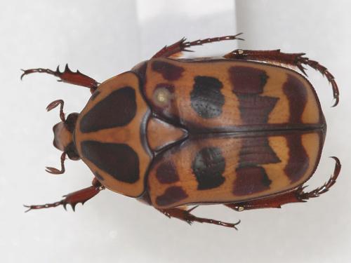 Réf. 29 685 : Pachnoda cordata tigris