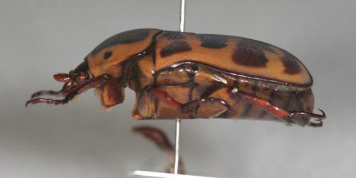 Réf. 29 687 : Pachnoda cordata tigris