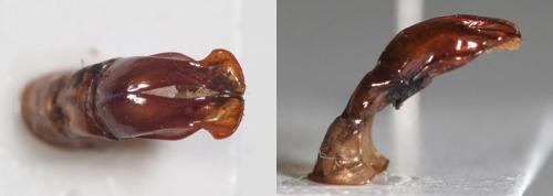 Réf. 29 686 : Pachnoda cordata tigris