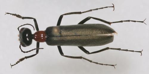 Lydomorphus kulzeri