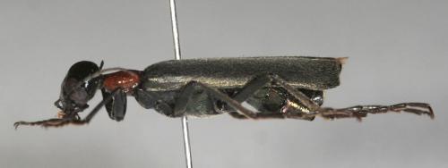 Réf. 29 683 : Lydomorphus kulzeri