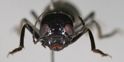 Lydomorphus kulzeri