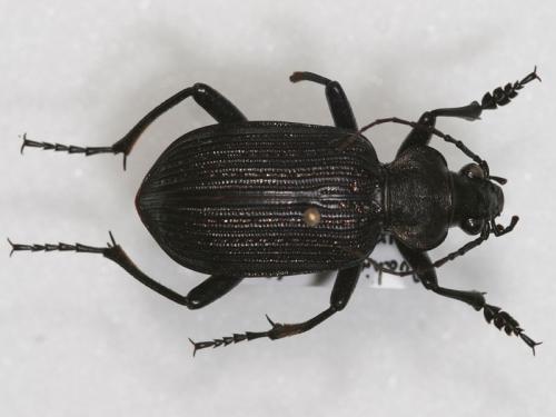 Calosoma senegalense