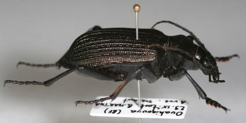 Calosoma senegalense