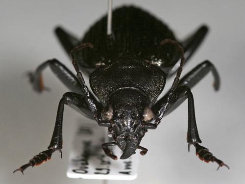 Réf. 29 710 : Calosoma senegalense