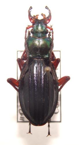 Carabus auronitens auronitens