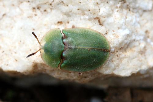 Réf. 29 434 : Cassida rubiginosa