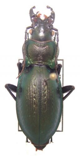 Réf. 29 925 : Carabus lusitanicus barcelecoanus