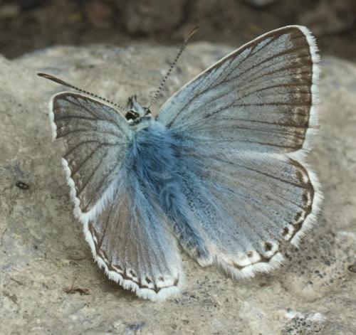 Réf. 29 557 : Polyommatus coridon