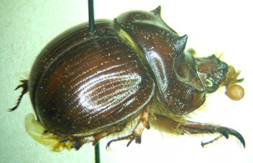 Bolbaffroides validus