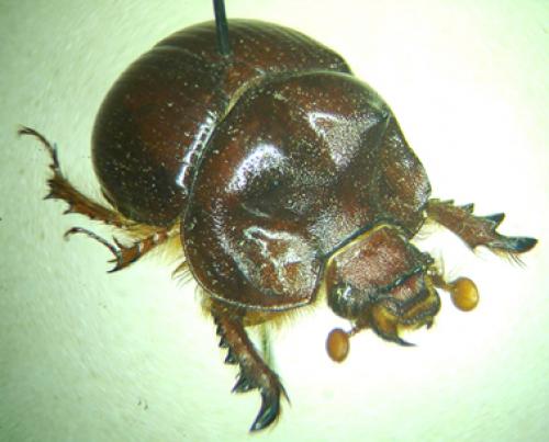 Bolbaffroides validus