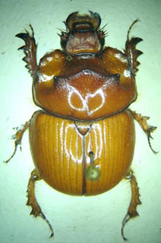 Bolbaffroides validus