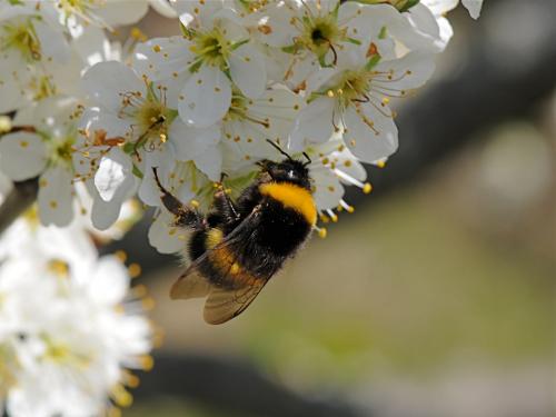 Bombus sp.