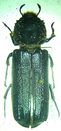 Apate terebrans