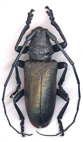 Ceroplesis ferrugator marginalis