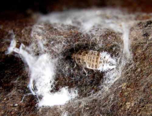 Réf. 29 365 : Cixidia sp.