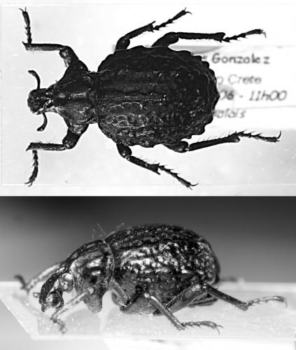 Brachycerus sp.