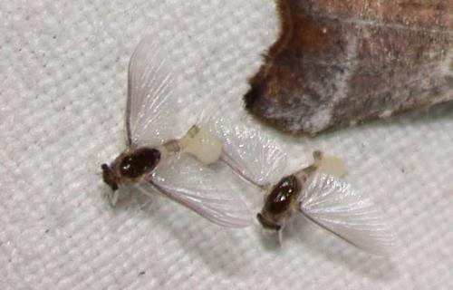 Caenis sp.