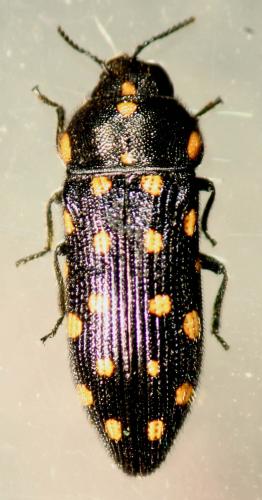 Acmaeodera degener