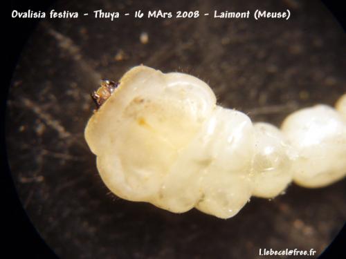 Réf. 29 658 : Lamprodila festiva