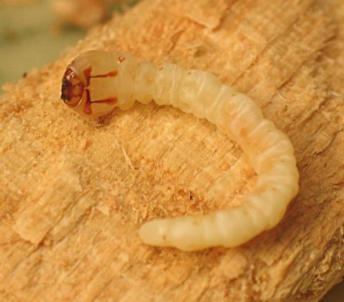 Melasis buprestoides