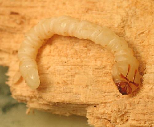 Réf. 29 748 : Melasis buprestoides