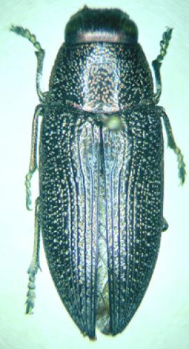 Réf. 29 976 : Lampetis sp.