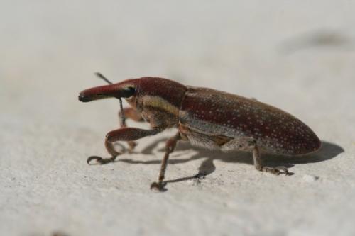 Réf. 29 277 : Lixus vilis