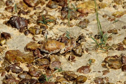 Eremiaphila sp.