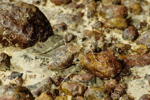 Eremiaphila sp.