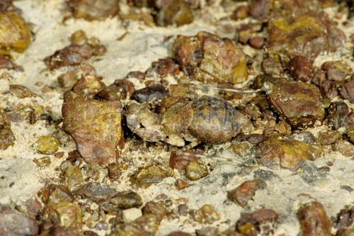 Eremiaphila sp.
