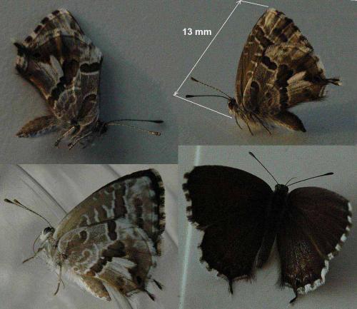 Cacyreus marshalli
