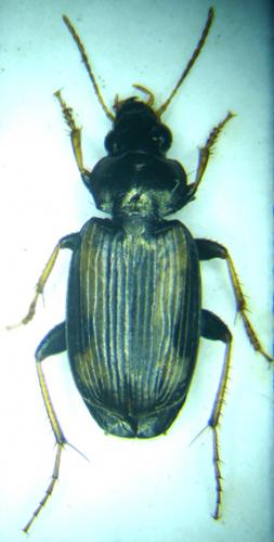 Réf. 29 570 : Tetragonoderus quadrum