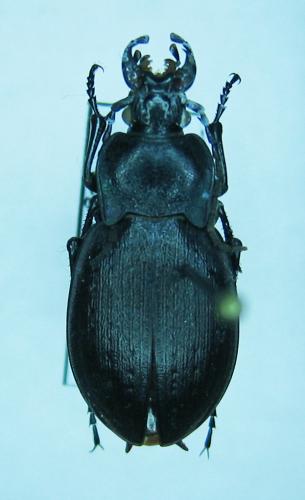 Carabus monticola