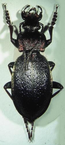 Réf. 29 838 : Carabus henningi