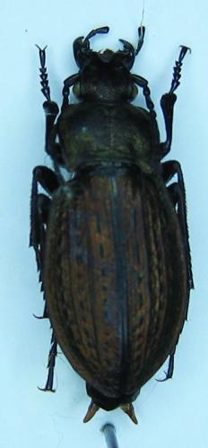 Carabus cristoforii