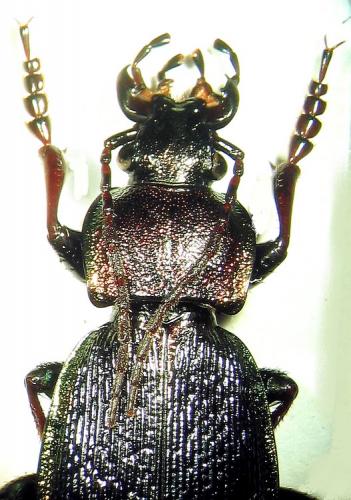 Carabus sp.