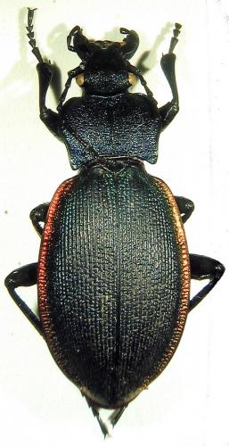 Carabus imperialis