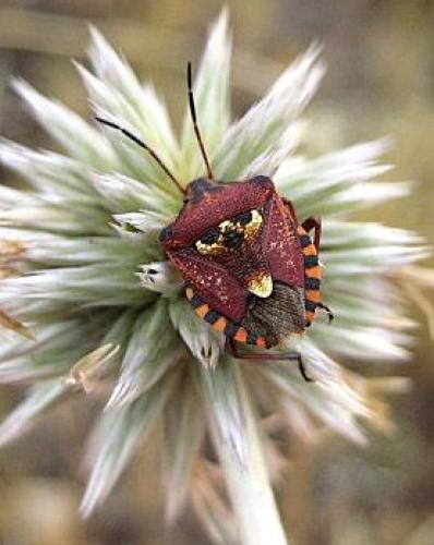 Réf. 29 311 : Codophila varia