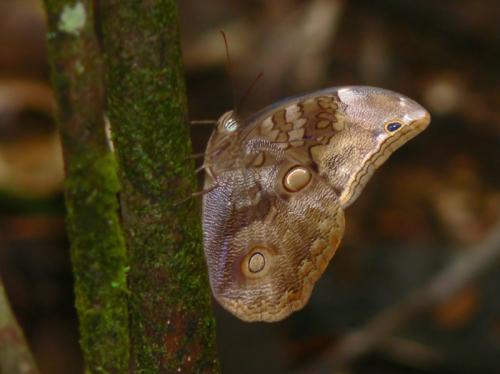 Catoblepia xanthus