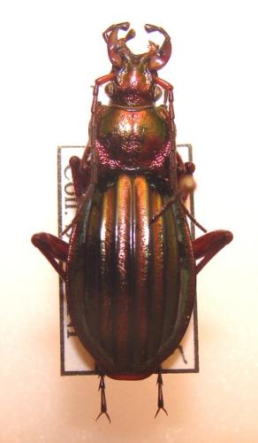 Réf. 29 753 : Carabus auronitens auronitens