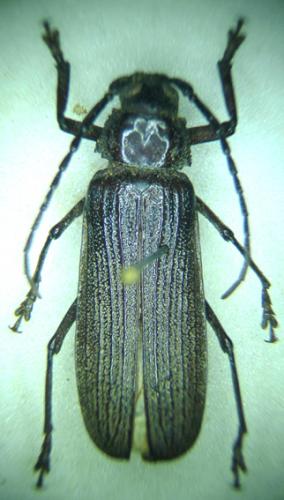 Aulacopus reticulatus