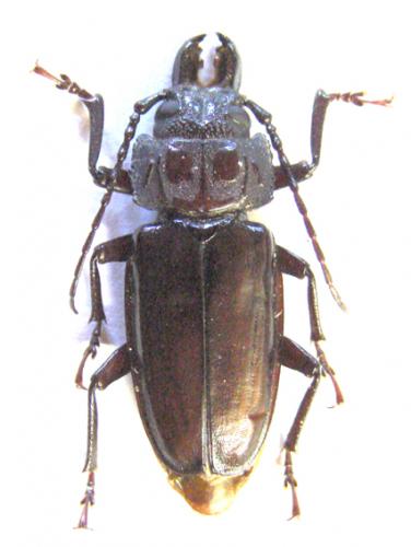 Réf. 29 496 : Stenodontes downesii