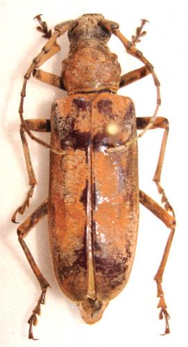 Taurotagus griseus