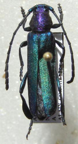 Phyllocnema jeanneli