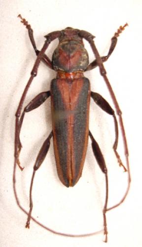 Réf. 29 938 : Xystrocera vittata