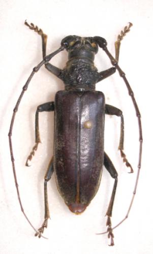 Plocaederus spinicornis