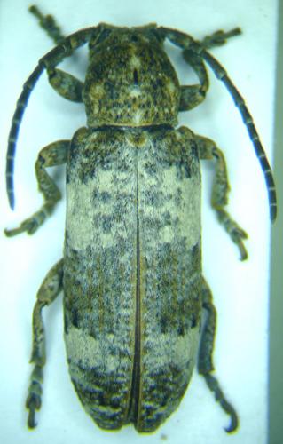 Réf. 29 641 : Apomecynini inconnu