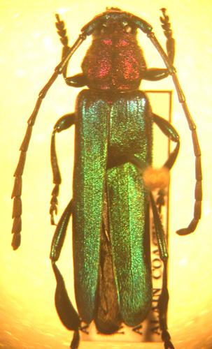 Phyllocnema jeanneli